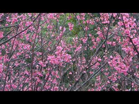 綠繡眼Japanese White-eye (Zosterops japonca)