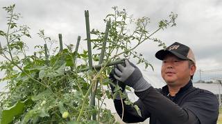 ミニトマト１株で６００個収穫する育て方の裏ワザ！花が咲いても実らない原因と治しかた（誘引〜下葉欠き〜肥料）24/7/15