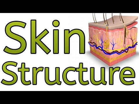 Skin Structure and Functions of Skin