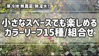 【小さなスペースでも楽しめる カラーリーフ】寒冷地 宿根草 ガーデニング 植栽 【2024-15】