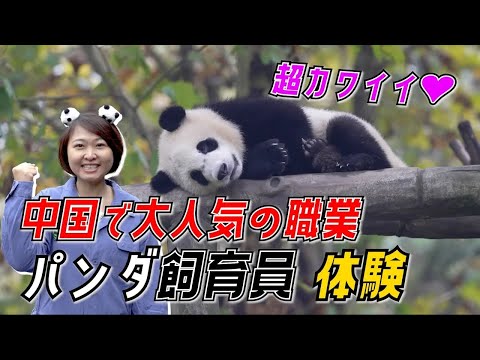 【体験】中国で大人気の職業！パンダ飼育員の1日とは⁉