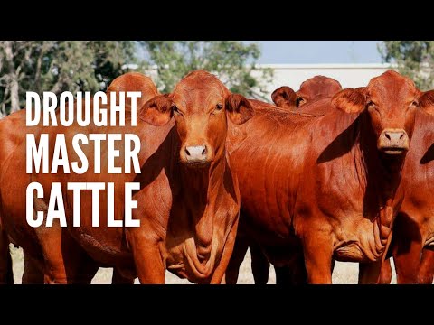 Droughtmaster Cows - One of the Best Options for Your Farm