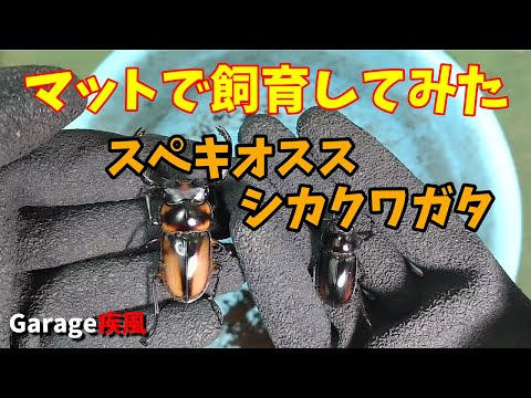 マットで飼育してみた　スペキオススシカクワガタ羽化　#クワガタ