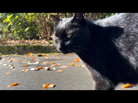 坂道で追いかけてくる黒ねこちゃん　No.７９０　２０２４年　１１月３日　８：００　のくろねこちゃん　black cat