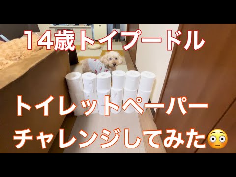 トイプードル14歳にトイレットペーパーチャレンジしてみた&トレーニング