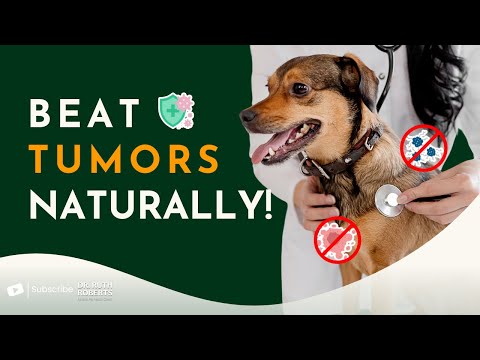 Tumors Aren’t a Death Sentence! Holistic Tips to Help Your Pet Thrive