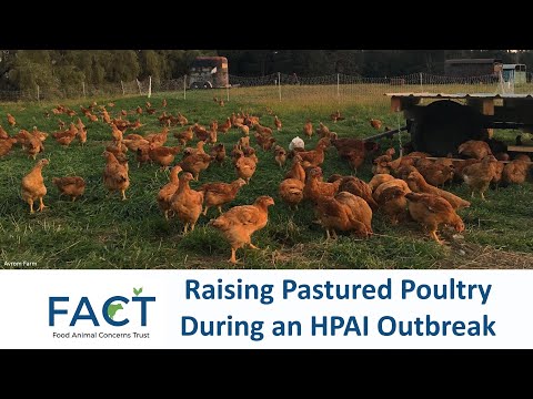 Raising Pastured Poultry During an HPAI Outbreak