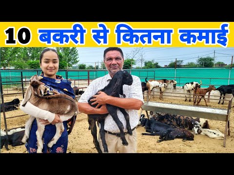 1 साल में 10 बकरी से कितनी कमाई | 10 bakri palan mein kitna kharcha aaega