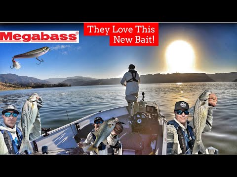 Top Water Blow Ups & Trolling, Striper & Largemouth Bass!-Castaic Lake