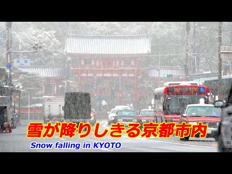 【京都の雪】雪が降りしきる京都市内（2025年2月24日）　Snow falling in Kyoto city