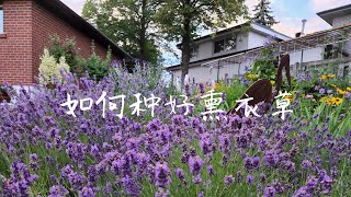 Sophie's Garden 做好3点, 熏衣草一年开三次