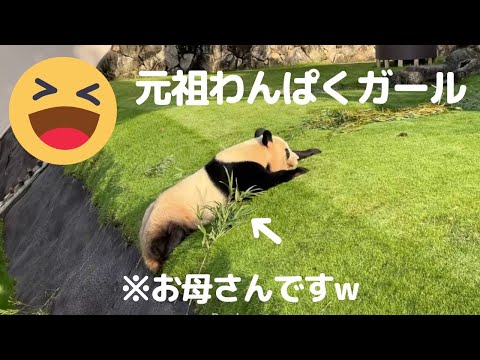 帰宅前のわんぱく らうゴン🤭竹にロックオンw子パンダみたいでかわいい お母さんパンダ 良浜🐼