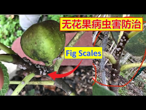 无花果病虫害防治-介壳虫的有机治疗   #果树修剪，养护及繁殖