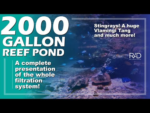 2000 GALLON REEF POND. NEW 2024 UPDATE. FEATURING THE WHOLE FILTRATION ROOM. BY REEF AQUARIA DESIGN.