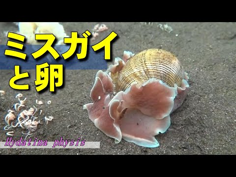 【 ミスガイ 】貝の向こうは神の世界　Hydatina physis