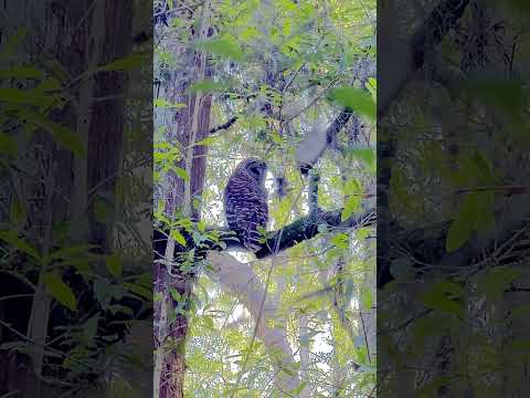 Barred Owl Watching Squirrels in the Park