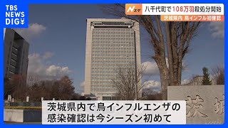 茨城・八千代町の養鶏場で高病原性鳥インフルエンザの感染確認　約108万5000羽の殺処分開始　県内では今シーズン初　茨城県｜TBS NEWS DIG