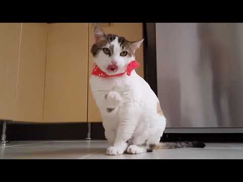 Cute Cat Cleaning | Copyright Free Video Footage