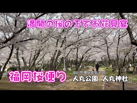 【福岡桜便り】満開の桜　花見客集って花見の宴　観光誌には掲載されない地域の花見スポット