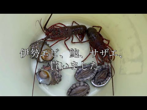 しずおかずらちゃんねる　伊勢エビ、鮑、サザエ貰ったので焼きました。