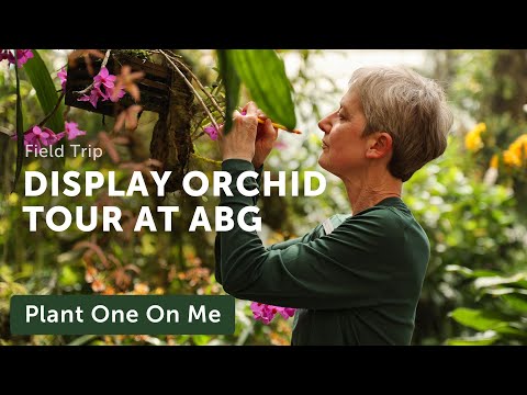 Display ORCHID CONSERVATORY Tour @AtlBotanicalGarden — Ep. 323