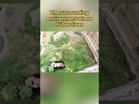 🐼The surrounding environment where Fubao lives #panda #animals