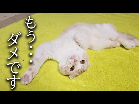 飼い主の身体に異変が...