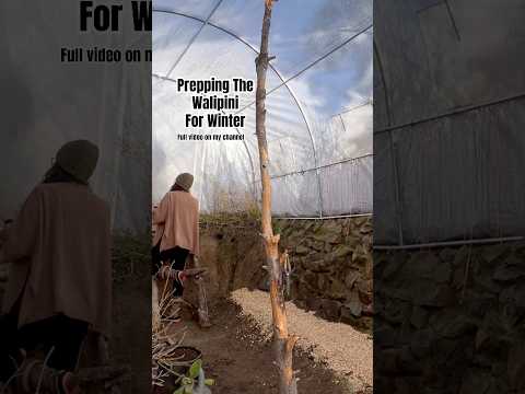 Today on the Homestead: Prepping the Underground Greenhouse with Wood Chips | Winter Ready #shorts