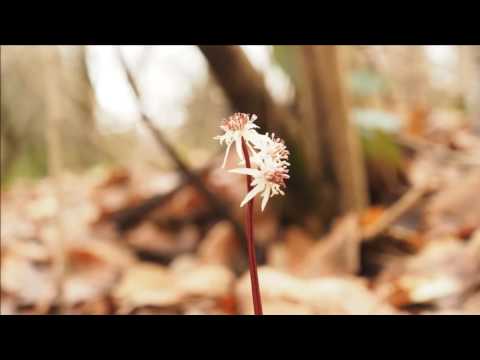 富山県中央植物園　屋外編　2017.2.27