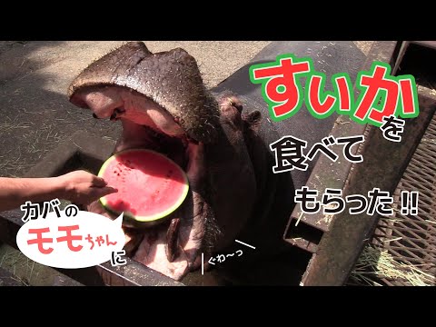 Hippo swallows a whole watermelon in Nagasaki Bio Park