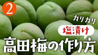 #02 カリカリ梅の王様！高田梅（塩漬け）の作り方