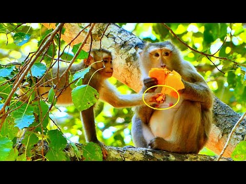 Best Activities..// Monkey LEO tried to snatch the ripe Mango from his Mom Libby's hand.