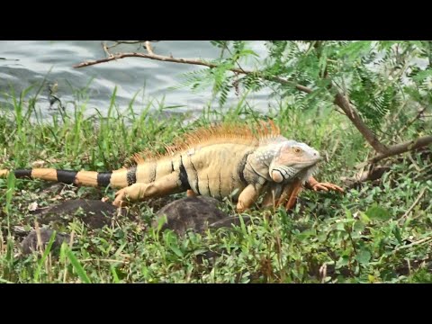 Green Iguana by the lake !