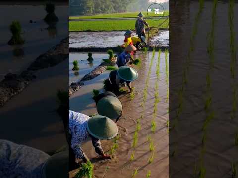 MANUAL RICE PLANTING VS ADVANCED TOOLS #shorts