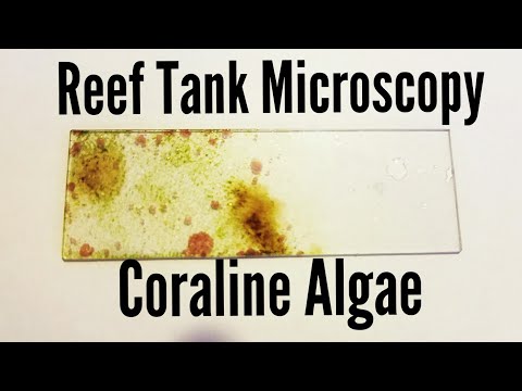 Reef Tank Microscopy - Coraline Algae