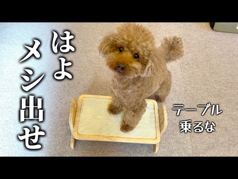 限界まで空腹にさせてから食うメシは格別。【子ドッグのグルメ】