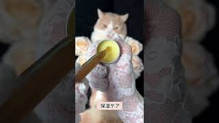 愛猫家さんへ送る、寝る前の癒し動画🐾✨  #癒しの時間 #猫のいる暮らし #子猫