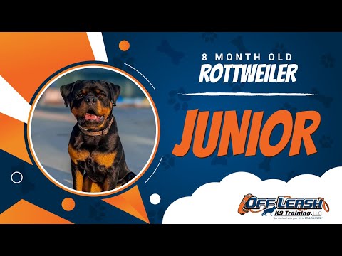 Rottweiler, 8 Month Old, Junior | Best Dog Trainers Northern VA | Off Leash K9