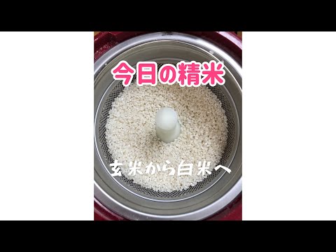 【精米vlog】玄米から白米へ