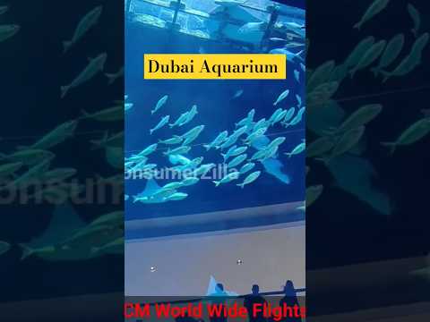 Dubai Aquarium | Dubai Mall | Dubai Underwater Zoo #shorts #dubaiaquarium #dubaimall #travel