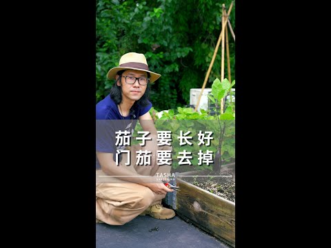 要想茄子长得好，门茄注意不要留！