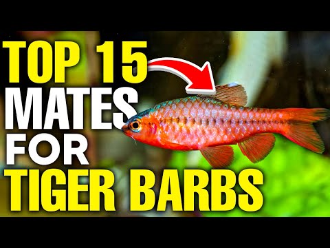 The 10 Best Tank Mates for Tiger Barbs