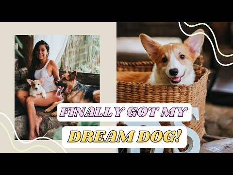 75,000PHP Dream Dog!! (And this is already a cheap price for her breed! )