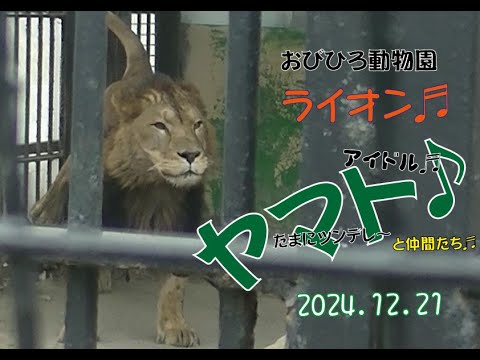 おびひろ動物園　年内はあと３回だからヤマトたちに会うぞ♬2024年12月21日♬