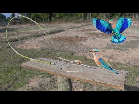 Building Easy Parrot Trap Make From Junior Hacksaw - Technology Parrot Trap