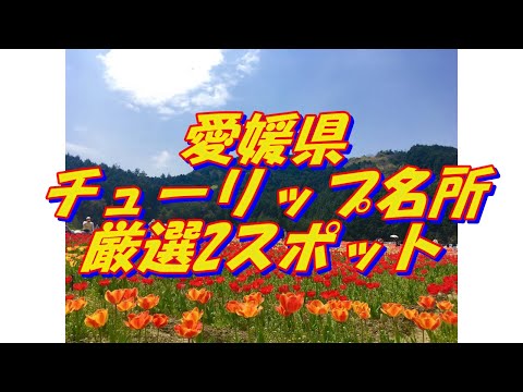 36【愛媛県】チューリップの名所＜2選＞