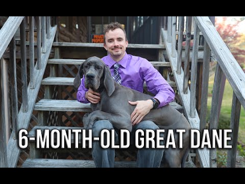 6-Month-Old Great Dane