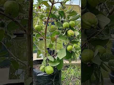 How to grow guava tree, Great ide to Propagate guava tree by air layering