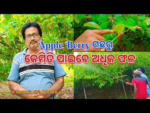 Apple berry ଗଛ ରୁ କିପରି ପାଇବେ ଅଧିକ ଫଳ@basanta_sir_kitchengarden#youtube#viral#kitchengarden