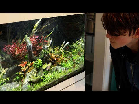 I gave my psychotherapist an aquascape...